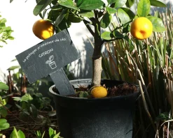 Mini-ardoise pour plante personnalisable - Potager
