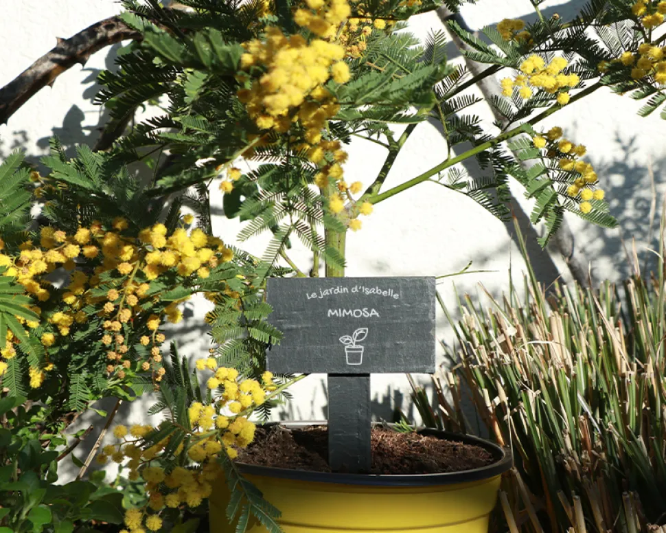 Mini-ardoise pour plante personnalisable - Potager